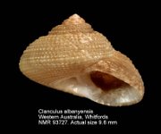 Clanculus albanyensis